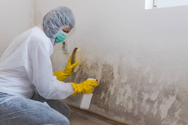 Best Attic Mold Removal  in Denver City, TX