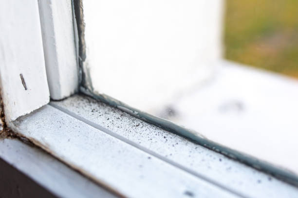 Best Emergency Mold Remediation  in Denver City, TX