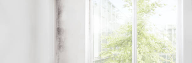 Best Mold Prevention Services  in Denver City, TX
