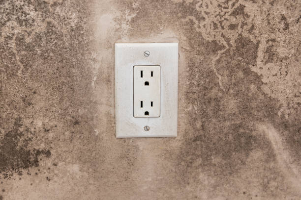 Professional Mold Removal in Denver City, TX