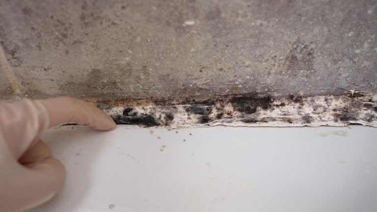 Best Environmental Consulting for Mold Prevention  in Denver City, TX